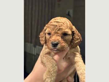 Image 1 of 20