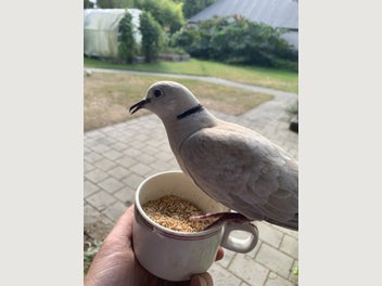 Image 1 of 2