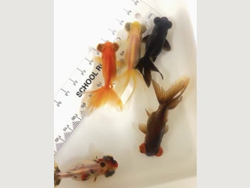 Image 1 of 11