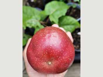 Image 1 of 4