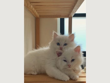 Image 1 of 16