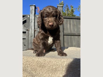 Image 1 of 15