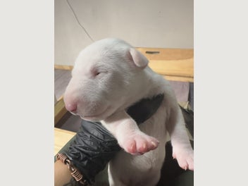 Image 1 of 15