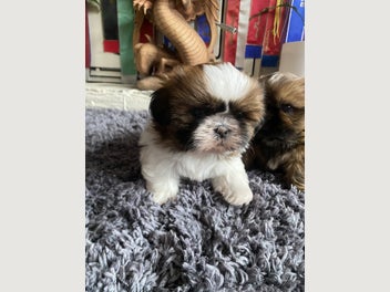 Image 1 of 6
