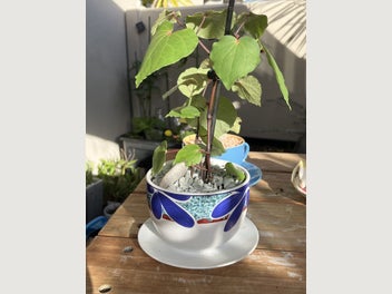 Image 1 of 10