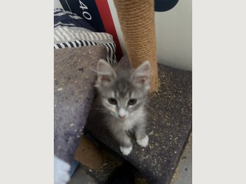 Image 1 of 4