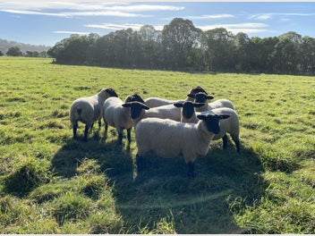 Image 1 of 4