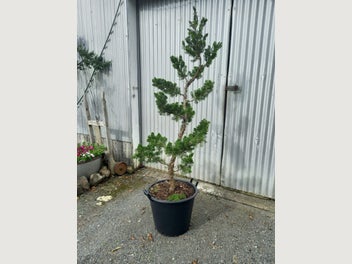 Image 1 of 11