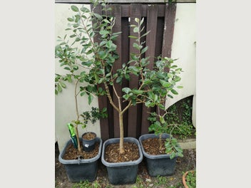 Image 1 of 3
