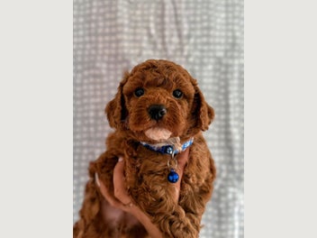 Image 1 of 8