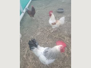 Image 1 of 3