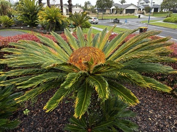 Image 1 of 5