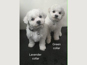 Image 1 of 17