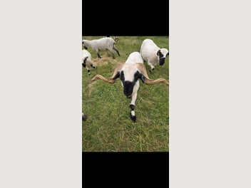 Image 1 of 5