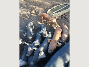 Image 1 of 7