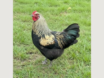 Image 1 of 7