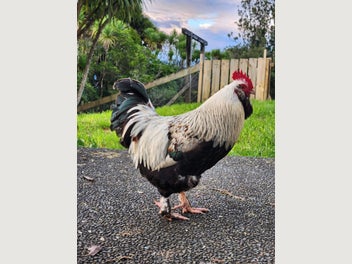 Image 1 of 5
