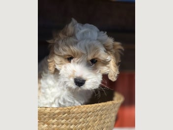Image 1 of 12