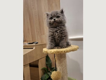 Image 1 of 12