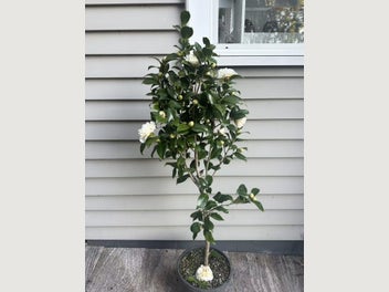 Image 1 of 5
