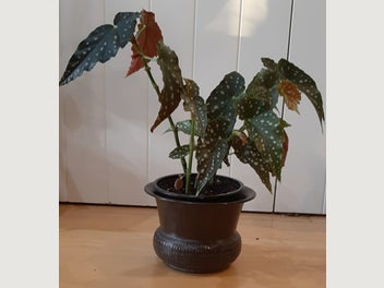 Image 1 of 11