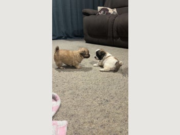 Image 1 of 8