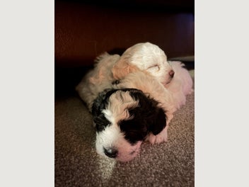 Image 1 of 13