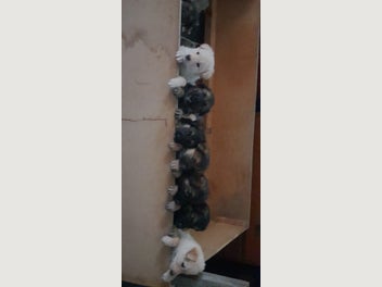 Image 1 of 11