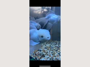 Image 1 of 12