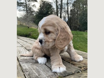 Image 1 of 4