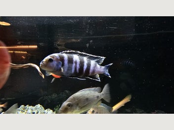 Image 1 of 4