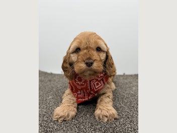 Image 1 of 16