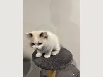 Image 1 of 10