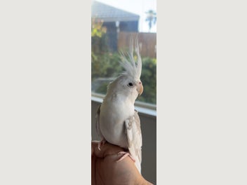 Birds | Birds | Trade Me Marketplace