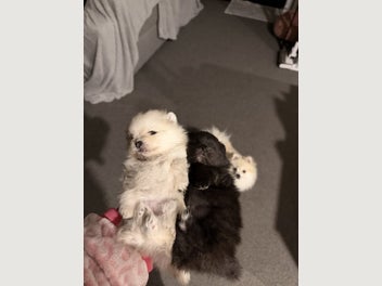 Image 1 of 10