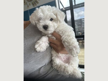 Image 1 of 4