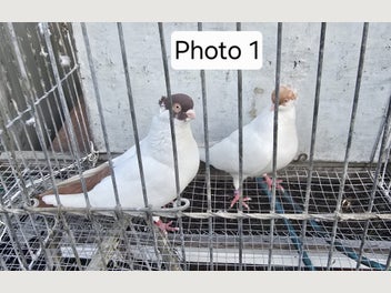 Image 1 of 20