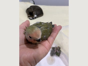 Image 1 of 4