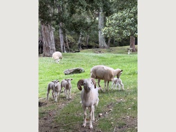 Image 1 of 7