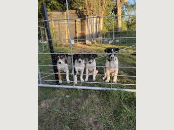 Image 1 of 5