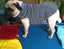 35cm Fleece Small Dog Coats - S) "SALE" Carousel 1