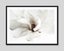 White Magnolia Art Print Carousel 6