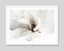 White Magnolia Art Print Carousel 7