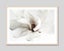 White Magnolia Art Print Carousel 8