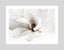 White Magnolia Art Print Carousel 1