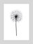 Dandelion Art Print Carousel 1