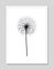 Dandelion Art Print Carousel 8