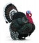 Loading Image 1 of 1