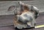Museum quality natural 3.9kg of flint stone Carousel 6