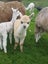 Pet Female and cria Carousel 5